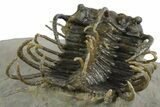 Well Prepared, Spiny Koneprusia Trilobite - Ofaten, Morocco #350489-4